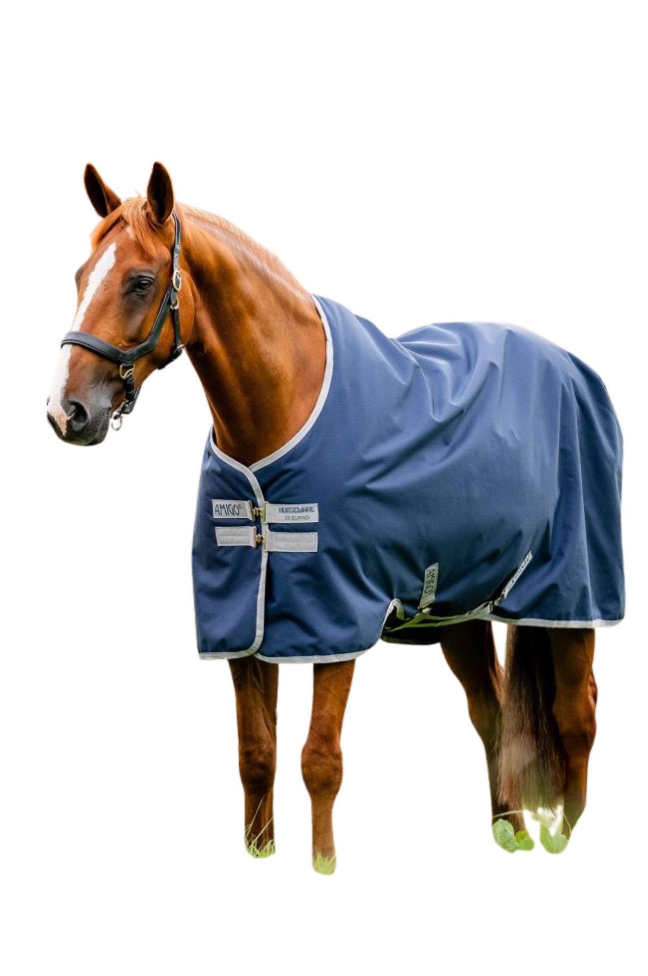 Horse wearing a blue rug on a white background