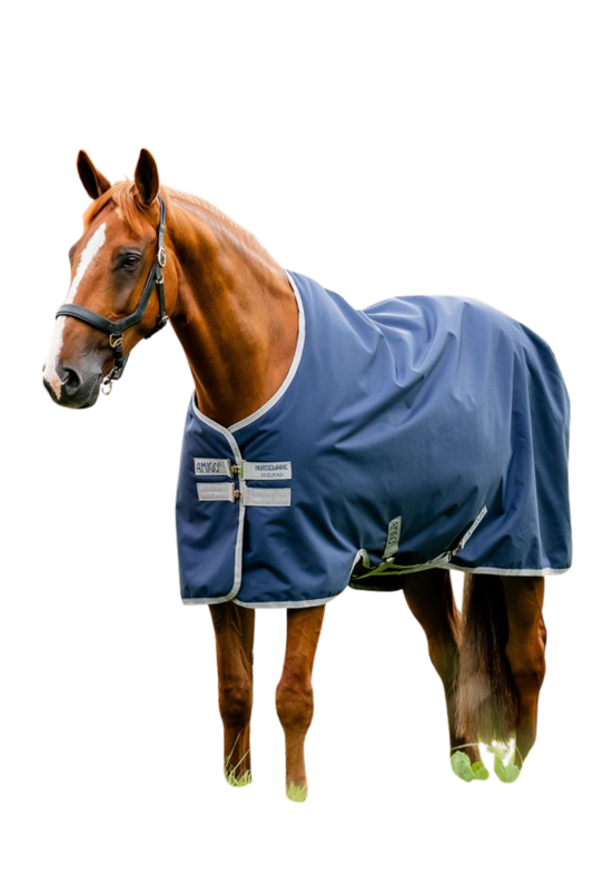 Horse wearing a blue rug on a white background