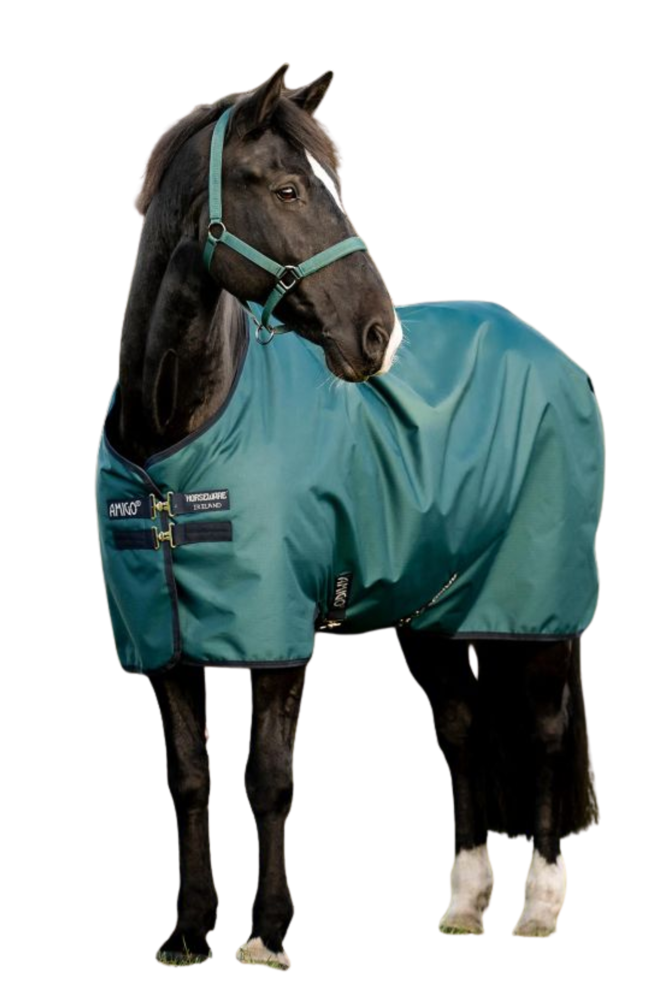horse blanket