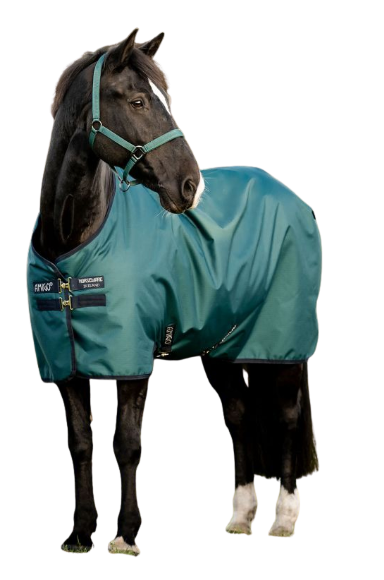 Horse wearing a teal blanket with a white background