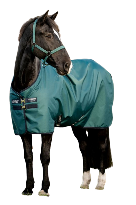 Horse wearing a teal blanket with a white background