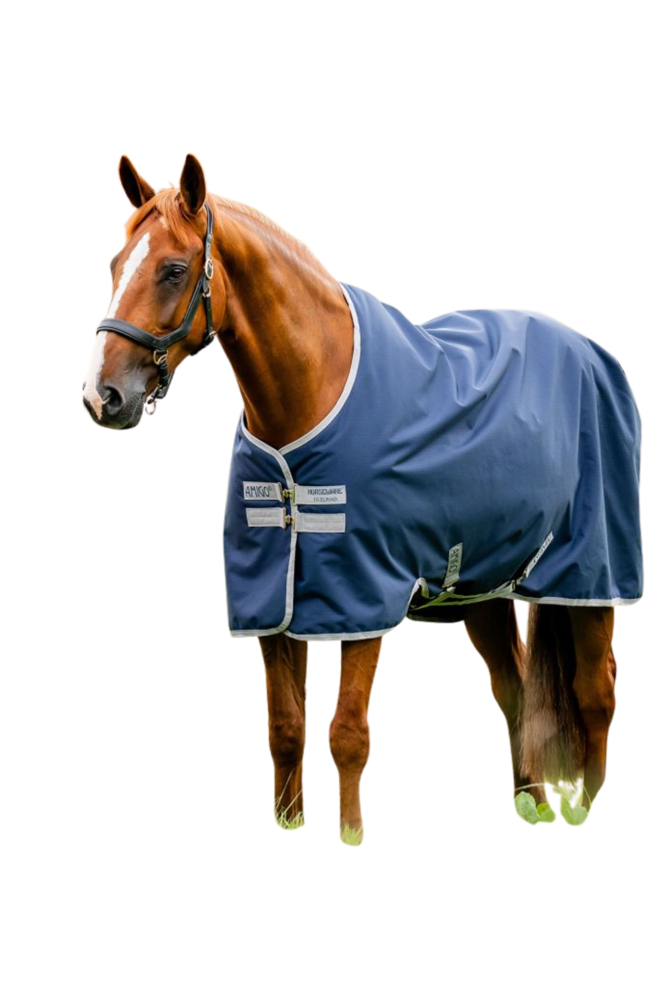 Horse wearing a blue blanket on a white background
