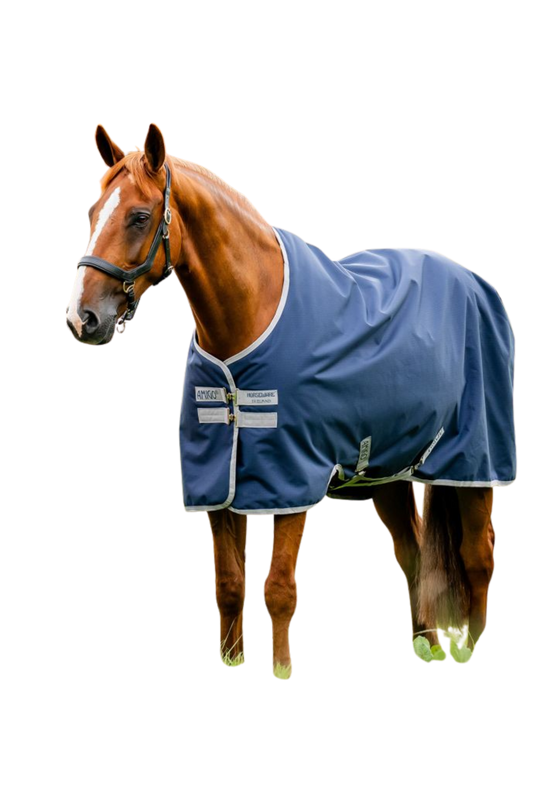 Horse wearing a blue blanket on a white background