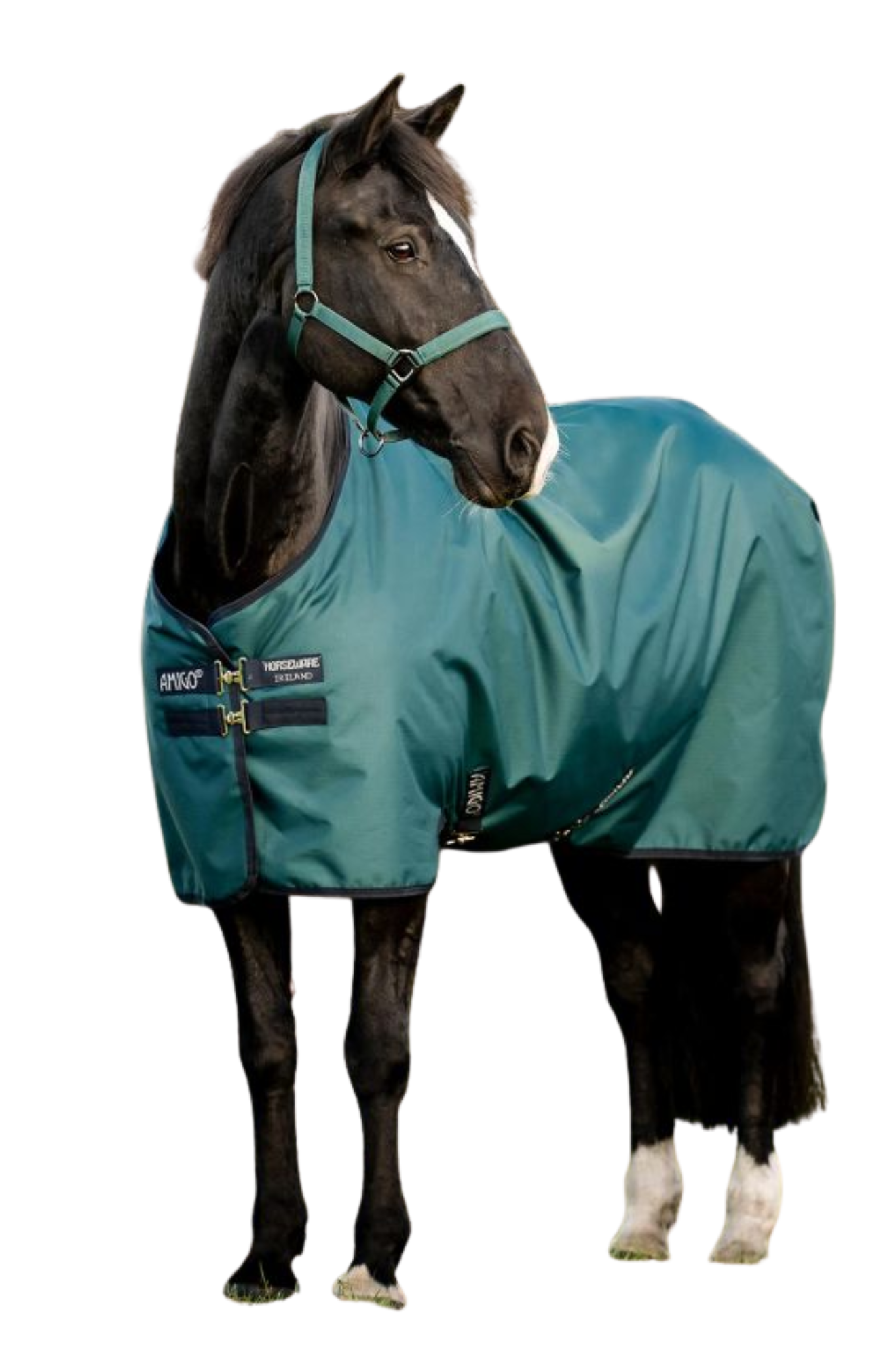 Horse wearing a teal blanket on a white background