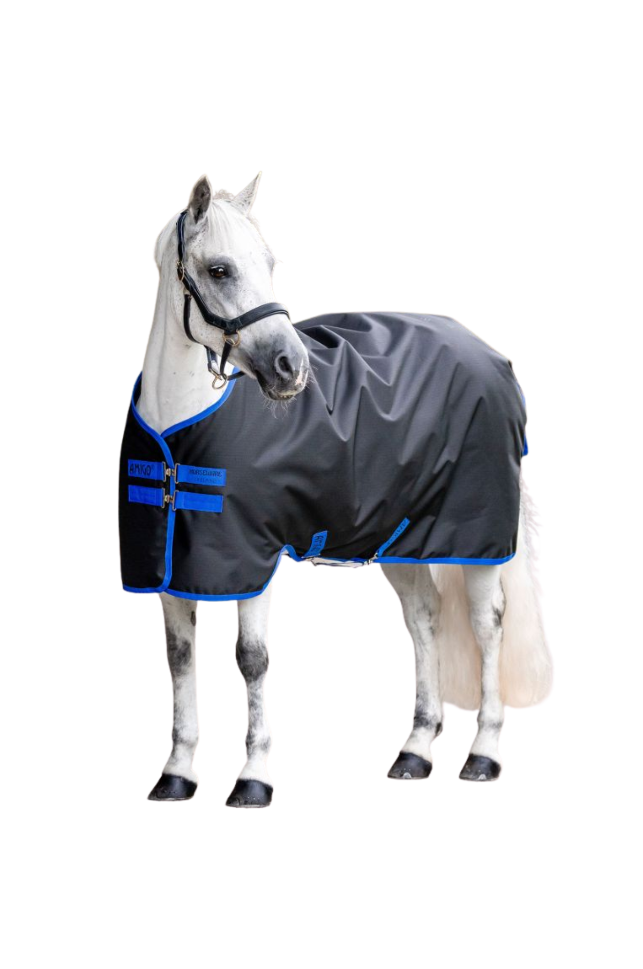 Horse wearing a gray and blue blanket on a white background