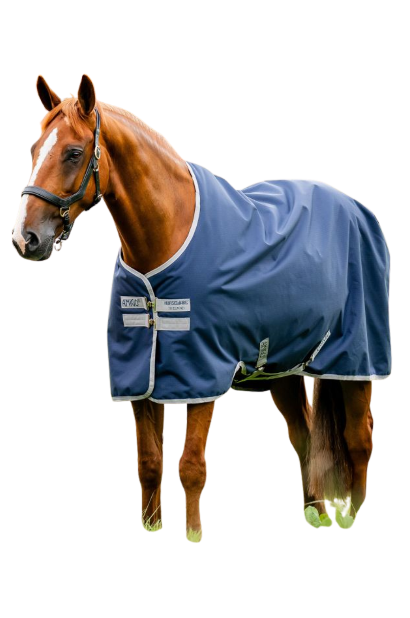 Horse wearing a blue rug on a white background