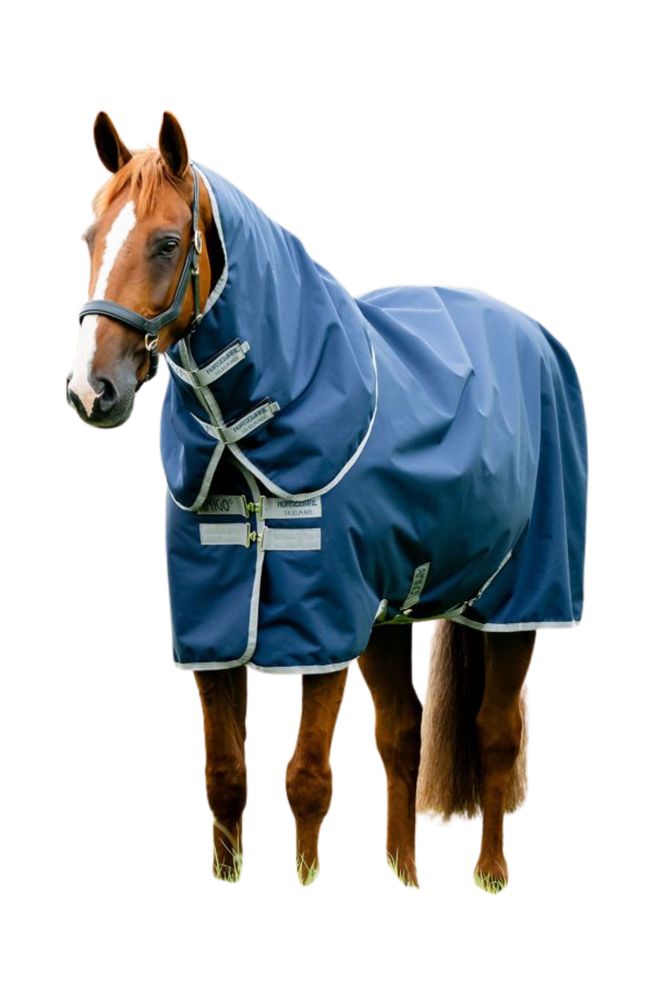 Horse wearing a blue rug with a white background