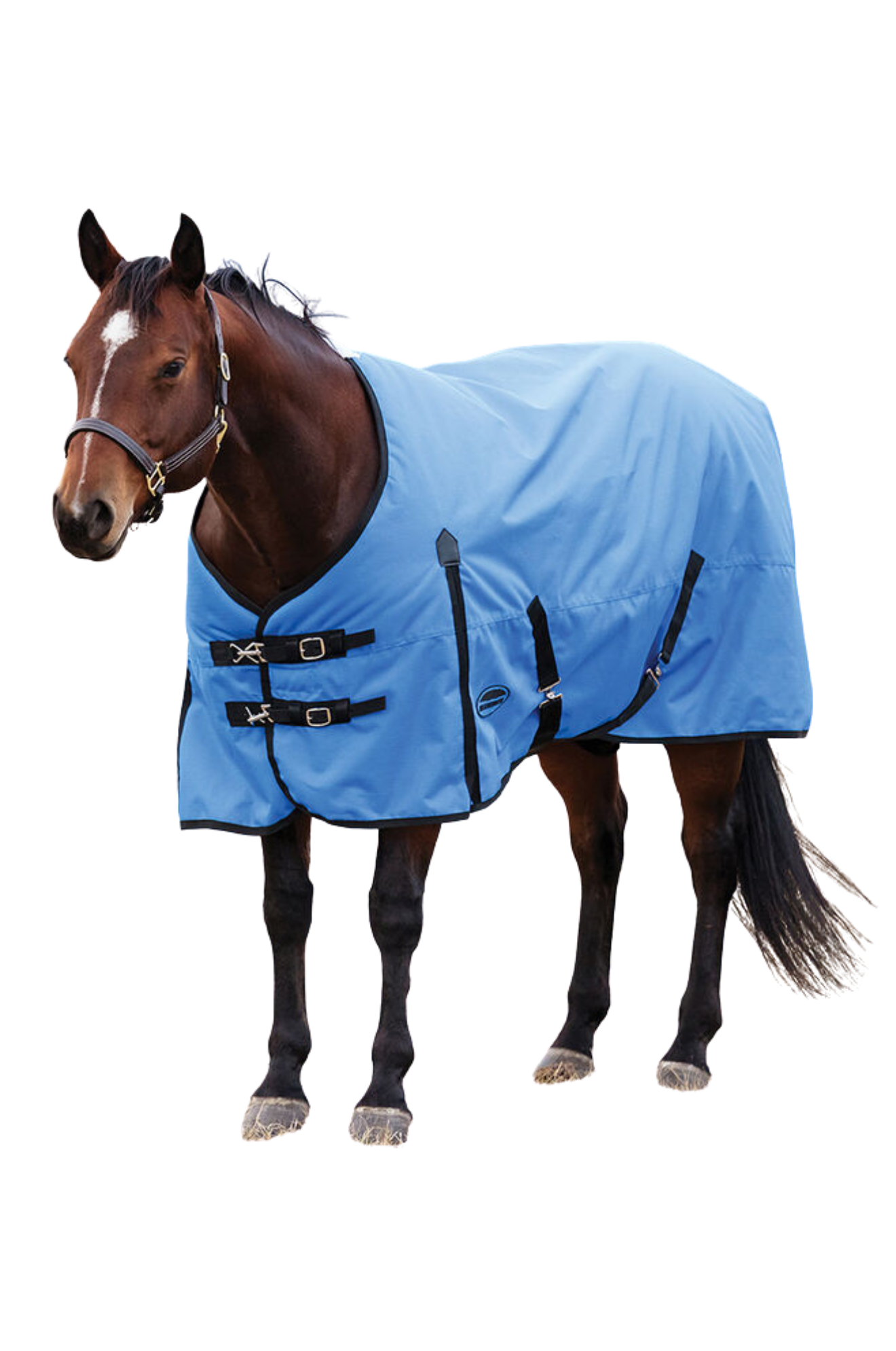 Horse wearing a blue rug on a white background