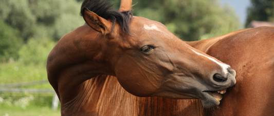 Common Horse Skin Conditions: What They Are and How to Treat Them