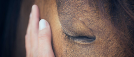 The Benefits of Calming Supplements for Horses
