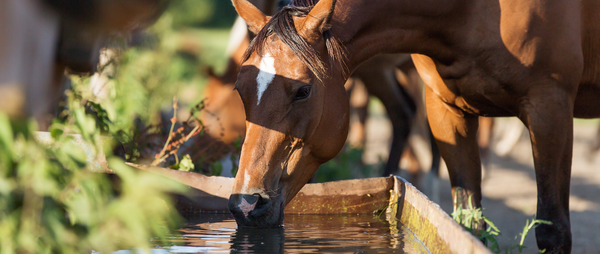 Summer Essentials for Your Horse