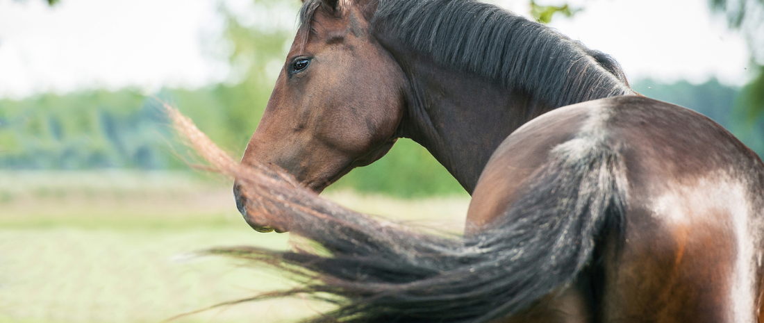 Fly Season Survival Kit: What Every Barn Should Have