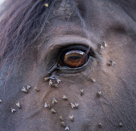 Fly Season Essentials To Keep Your Horse Comfortable