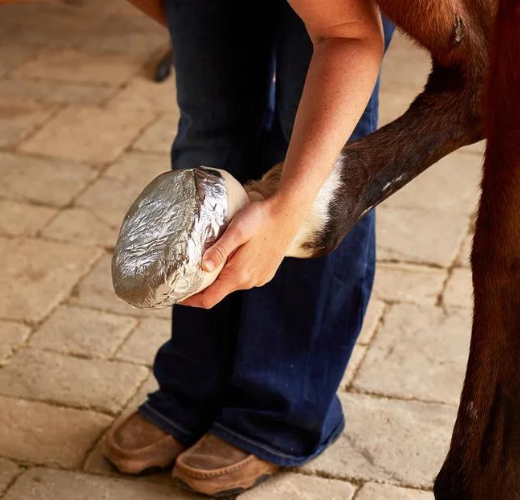 Everything You Need To Know About An Abscess On Your Horse