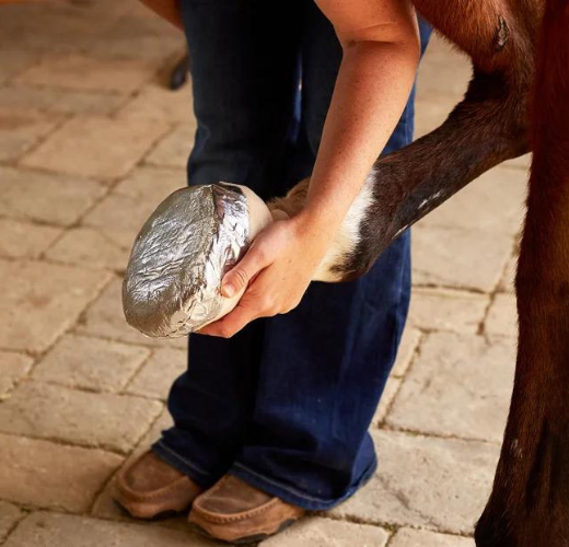 horse abscess tips and tricks