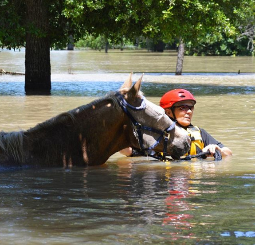 Hurricane Safety for Horses: Essential Tips for Preparing and Protecting Your Equine Friends