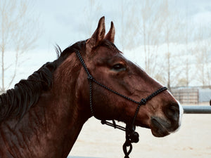 Different types of halters and their uses