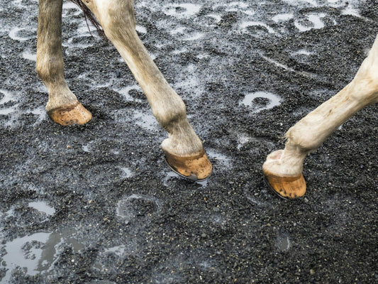 How to Keep Your Horse's Hooves Happy and Healthy