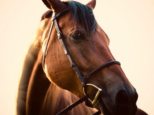 Common Horse Ailments and how they can be treated
