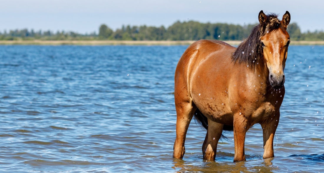How to keep your horse cool in humid and hot weather