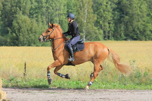 A Horse Owner's Guide to Spotting Lameness Early