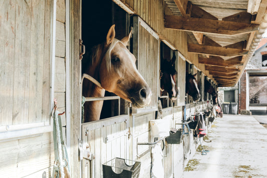 Essential Products for Cleaning Horse Stables