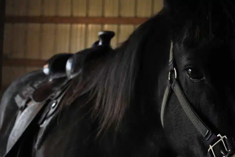 The Importance of Cleaning your Tack Equipment