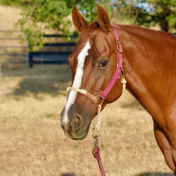 SORREL HORSE WITH BURGUNDY HALTER