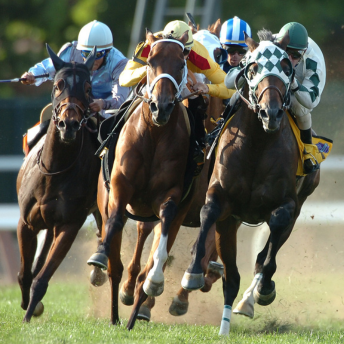 Race horses
