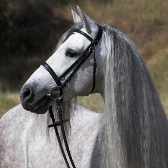 grey horse with bridle