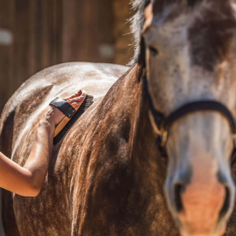 horse being groomed