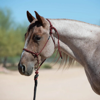 Rope Halters – Tack Shack Of Ocala