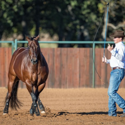 Horse Training & Support Tack