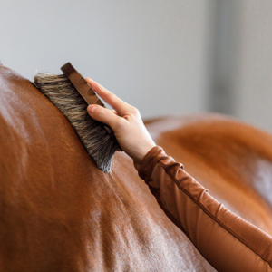 Shop grooming essentials at Tack Shack of Ocala—brushes, combs, hoof picks, and more to keep your horse looking and feeling their very best every day