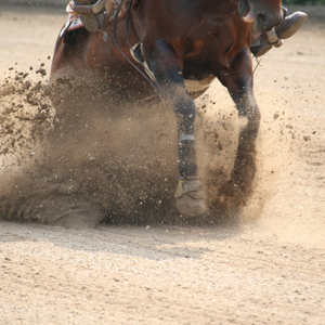 Browse quality reining saddles from trusted brands for training, showing, and everyday riding.