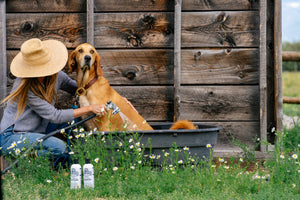 Barn Dog Conditioner