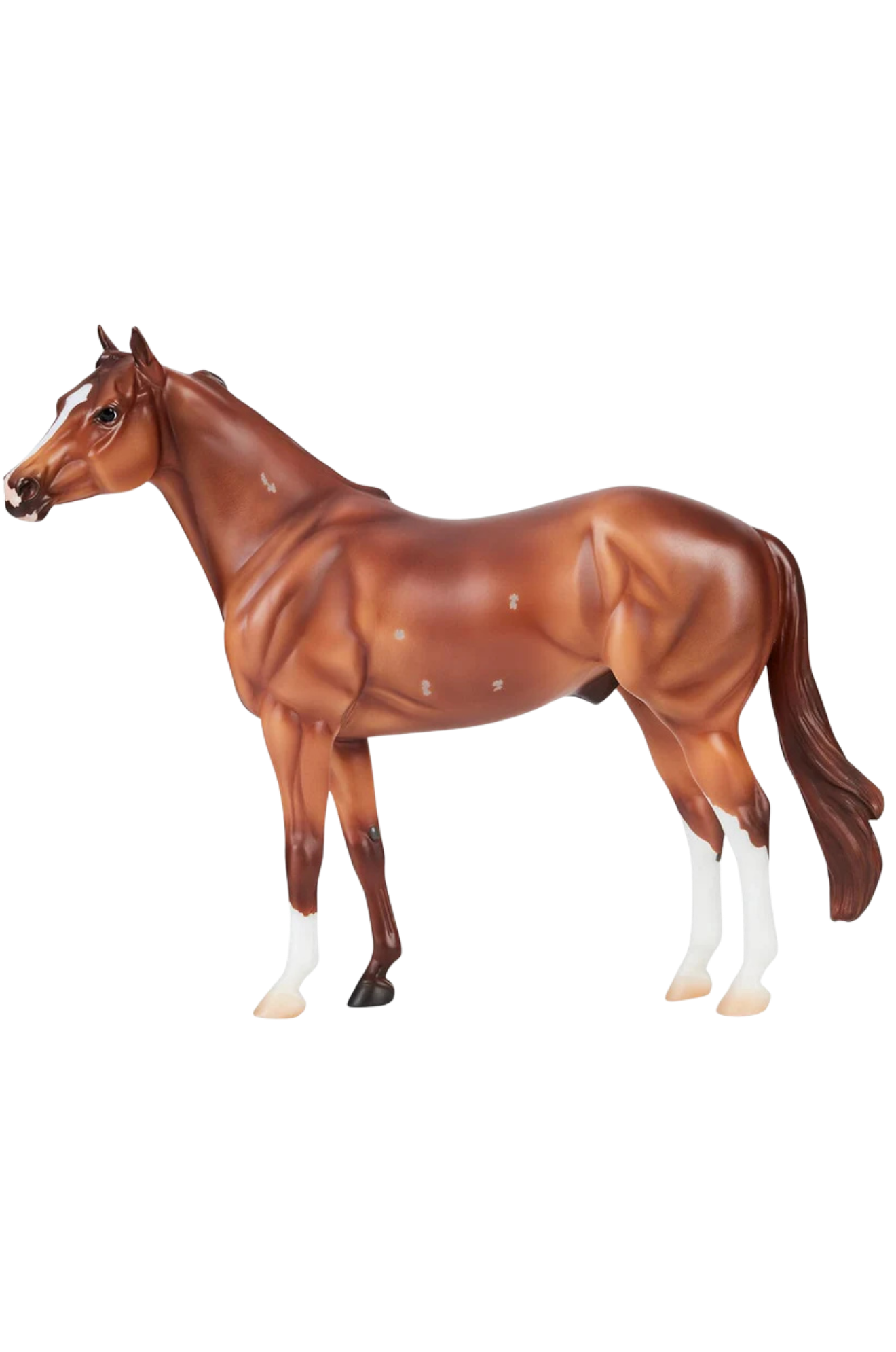 Apollitical Jess QH Racehorse