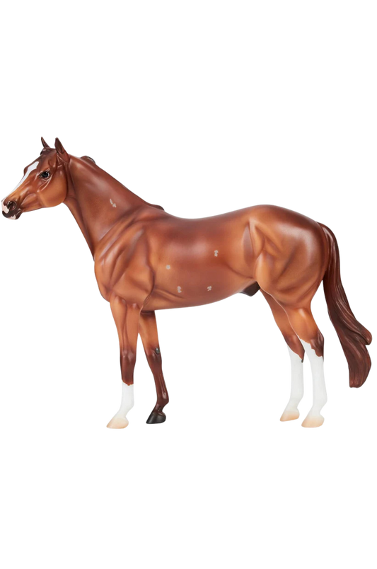 Apollitical Jess QH Racehorse