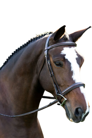 BLK_Oak_Laurel_Hunt_Bridle_Square_Raised
