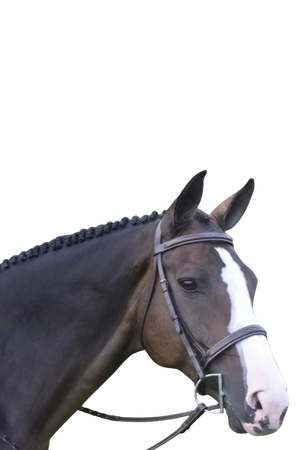BLK_Oak_Spruce_Bridle__No_Padding