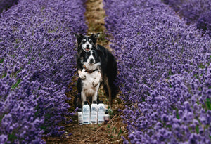 Dog sitting among lavender plants with skincare product bottles in the foreground