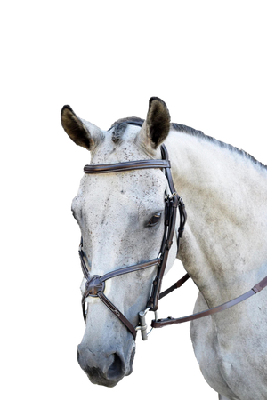 Blk_Oak_Cedar_Figure_8_Bridle