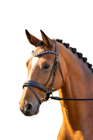 Blk_Oak_Daphne_Crystal_Pad_Bridle_wFlash_Crank