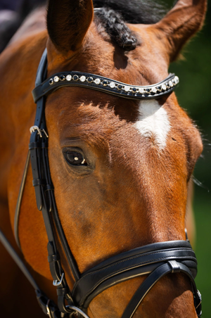 Blk_Oak_Daphne_Crystal_Pad_Bridle_wFlash_Crank