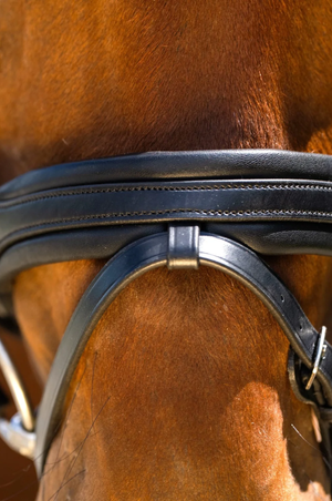Blk_Oak_Daphne_Crystal_Pad_Bridle_wFlash_Crank