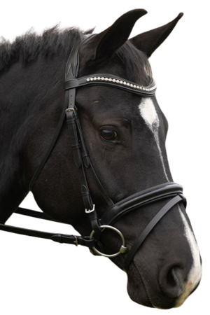 Blk_Oak_Magnolia_Bridle