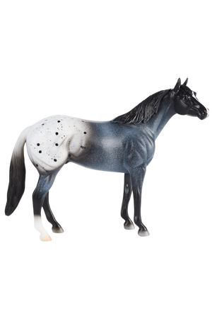 Blue Roan Blanket Appaloosa