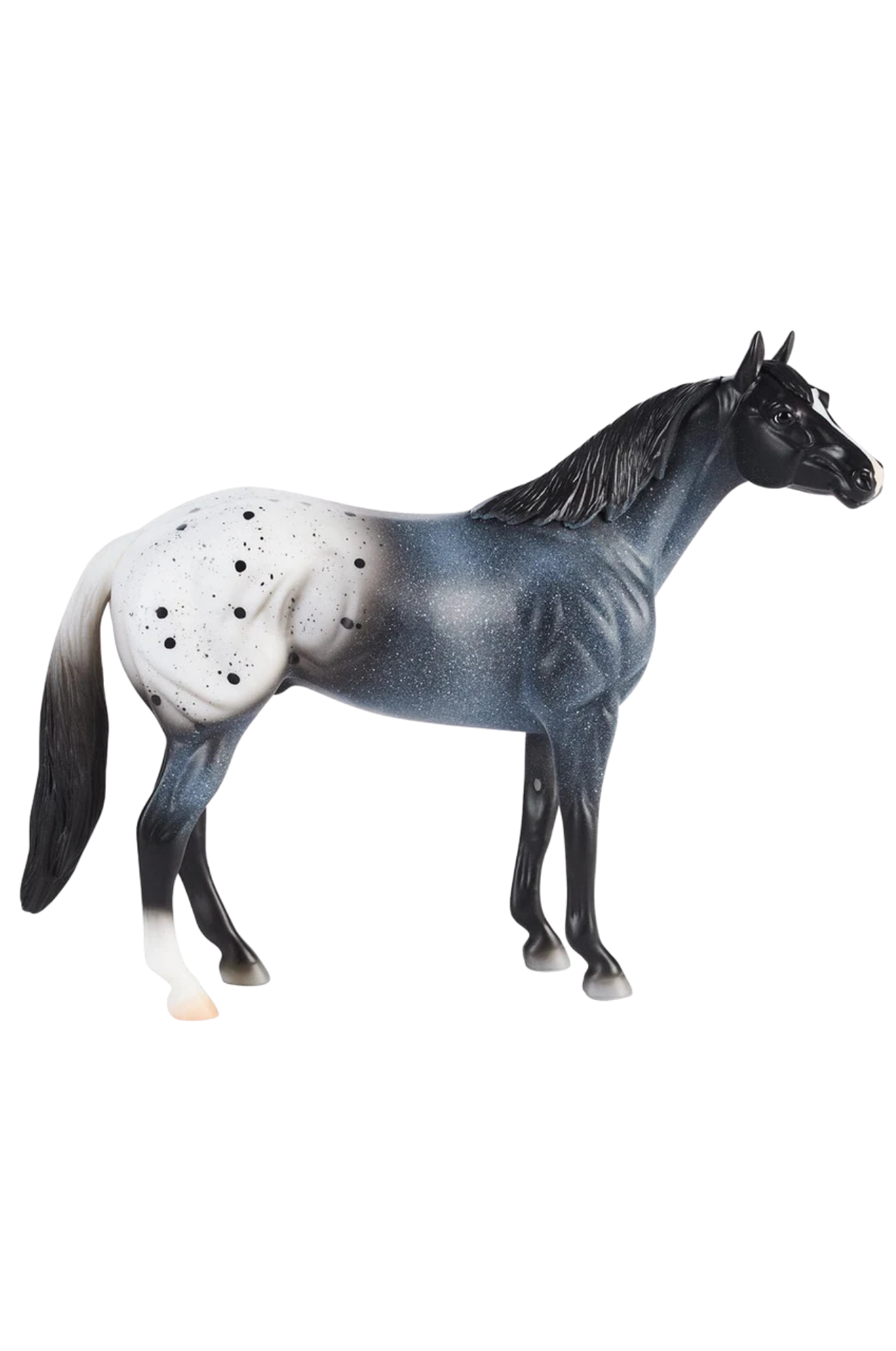 Blue Roan Blanket Appaloosa