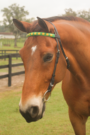 TS Custom Browbands