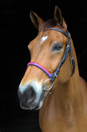A horse wearing a bridle with a sharkstooth noseband.